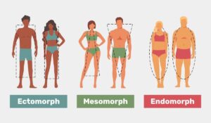 Illustration of the three body types: ectomorph, mesomorph and endomorph